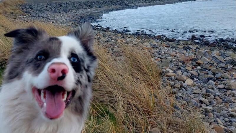 Marie Kinane's border collie Finlay.