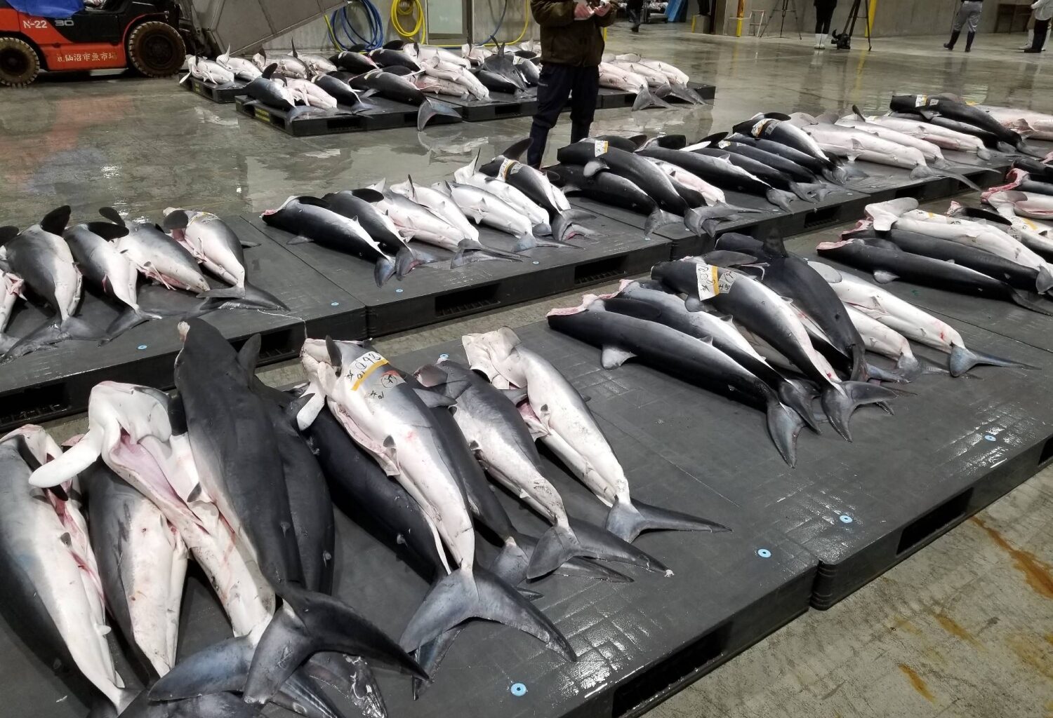 Beyond fins, Japanese firms seeking new values in sharks