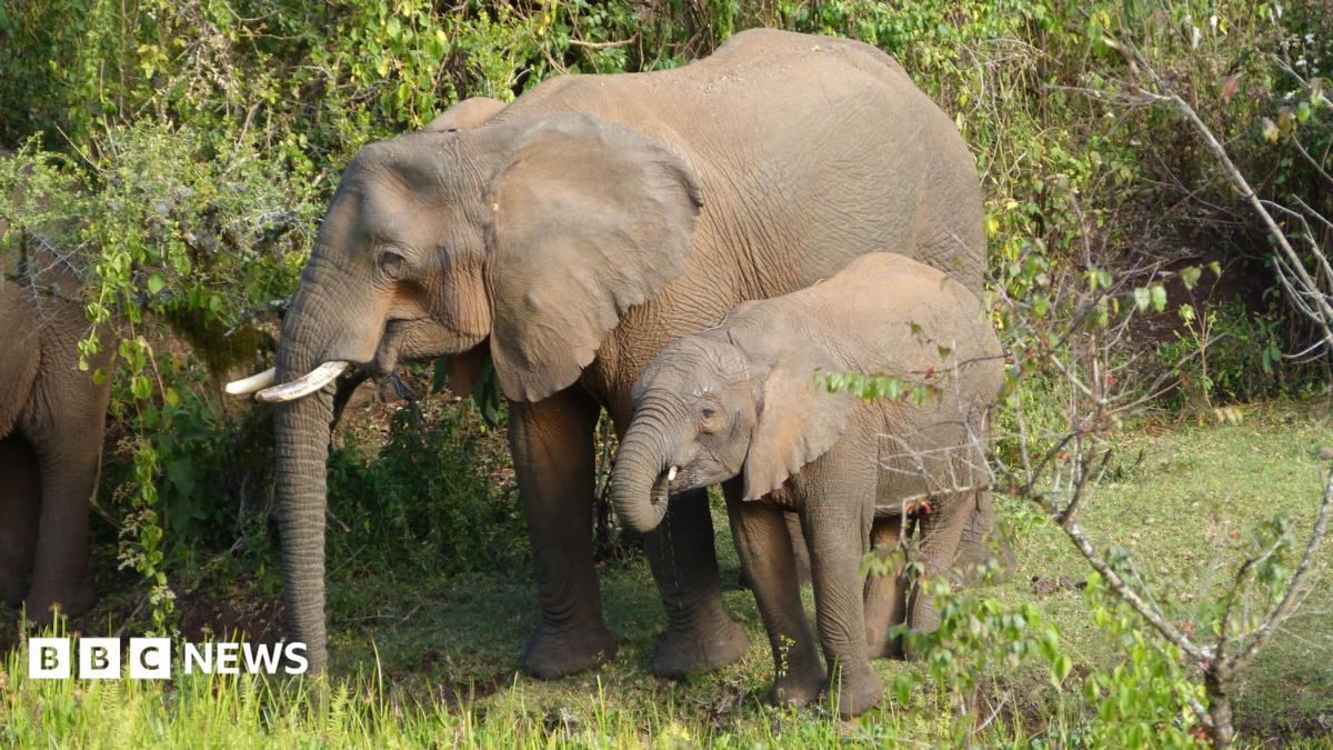 The image shows two elephants - a mother on the left and a small calf next to her on the right of the image. They appear to be eating forest plants. There is dense, green forest around them and their mouths are open as if mid-meal.