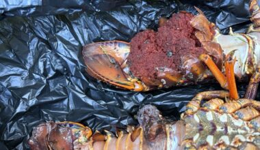 Whananaki illegal fishing sting finds 100% non-compliance