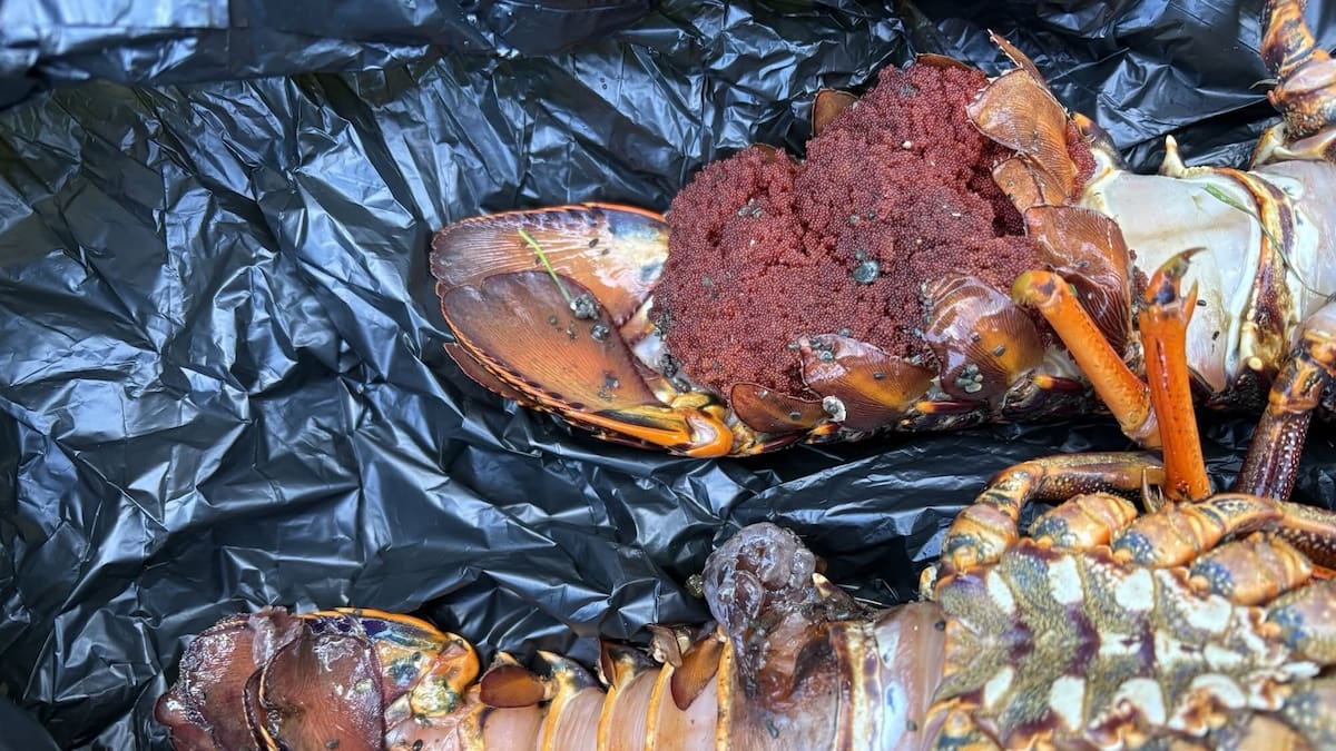 Whananaki illegal fishing sting finds 100% non-compliance