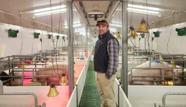 Taranaki solar-powered piggery tackles rising costs and welfare reforms