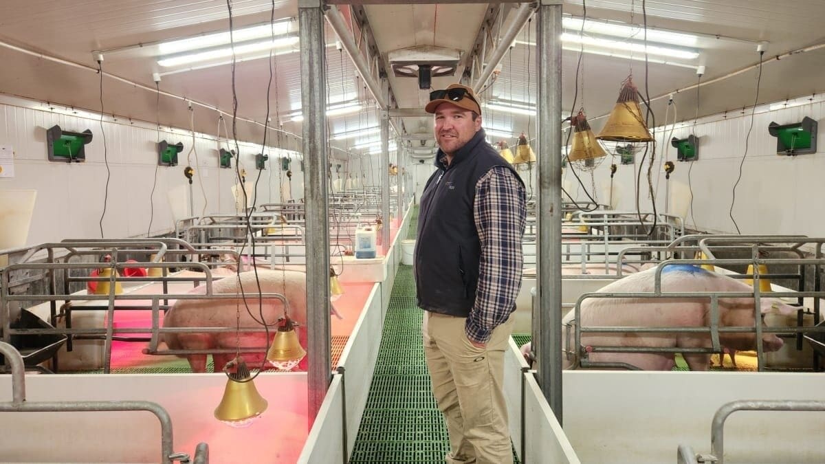 Taranaki solar-powered piggery tackles rising costs and welfare reforms