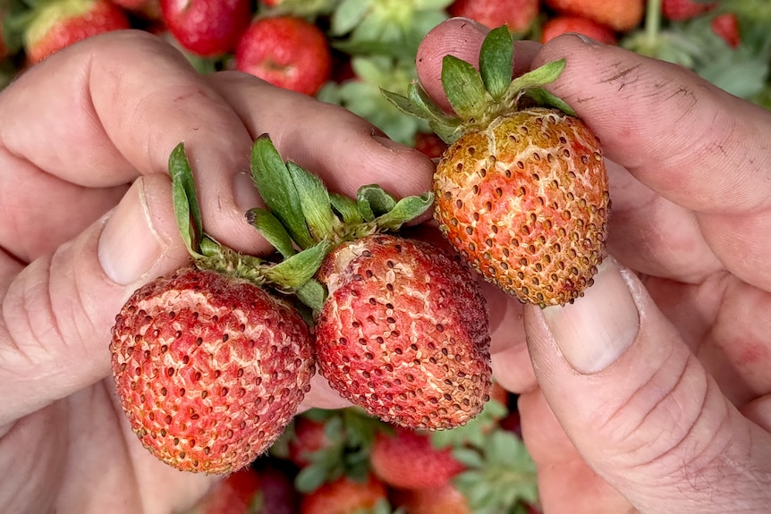 Three blistered bronze-coloured cracked strawberries being held up.