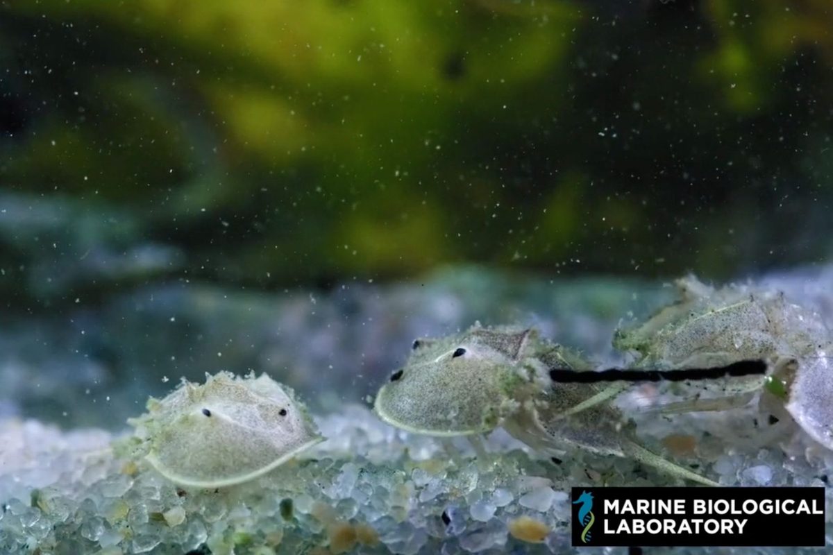 Horseshoe crab embryos and juveniles