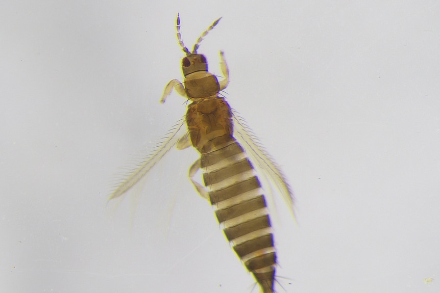 A long-bodied insect with translucent wings.