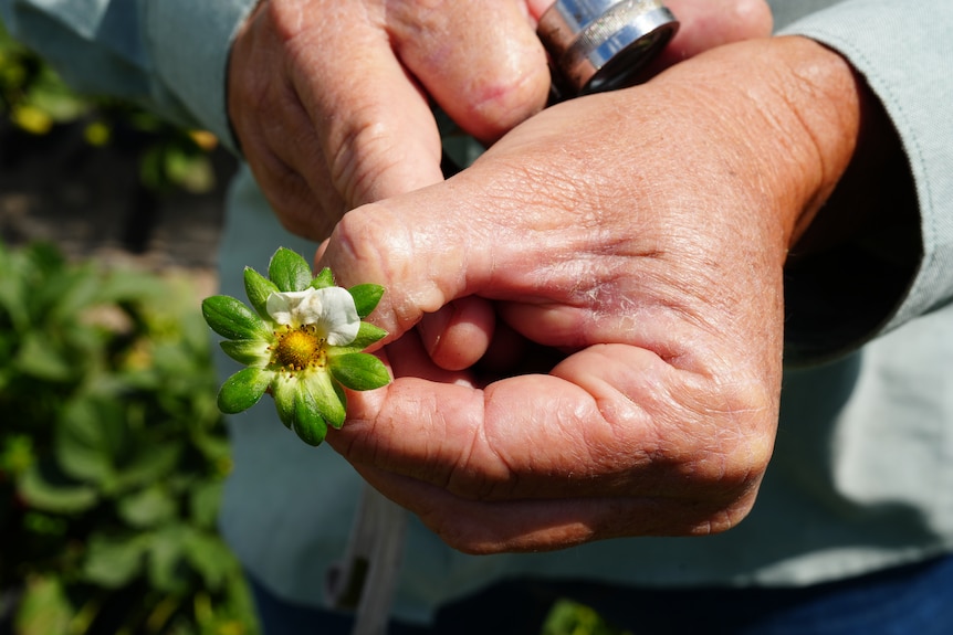 A white strawberry flower in the hands of a man. It is missing petals.