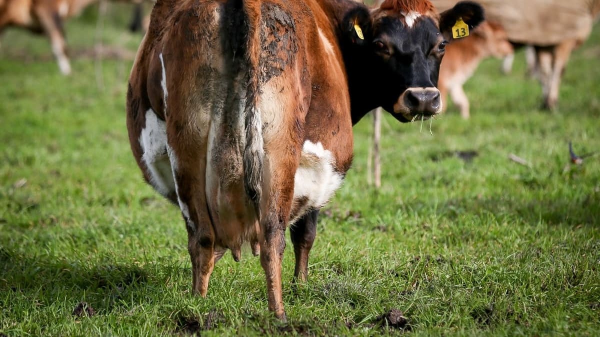 Global dairy prices holding steady, despite increase in seasonal supply