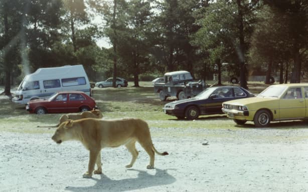 A historic image of lions in the carpark of Orana Wildlife Park as it celebrates 50 years.
