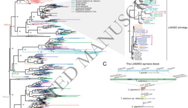Tandem duplication fuels terpene diversity in gymnosperms