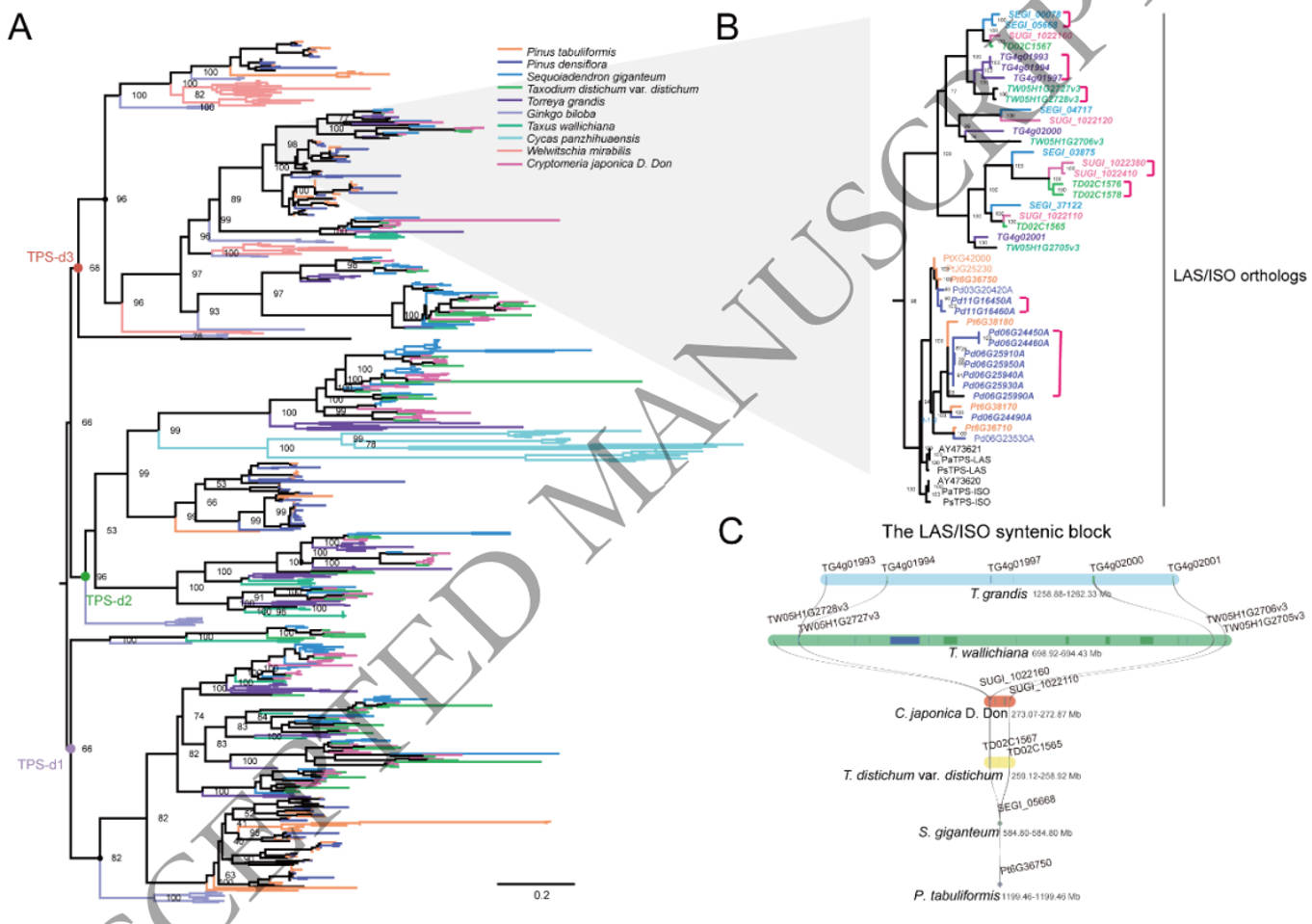 Tandem duplication fuels terpene diversity in gymnosperms