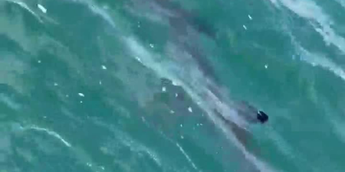 Hammerhead shark spotted off Connecticut coast, witness says