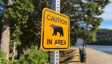 Hungry bears prowling in Nanaimo area, public asked to help reduce conflicts | NanaimoNewsNOW