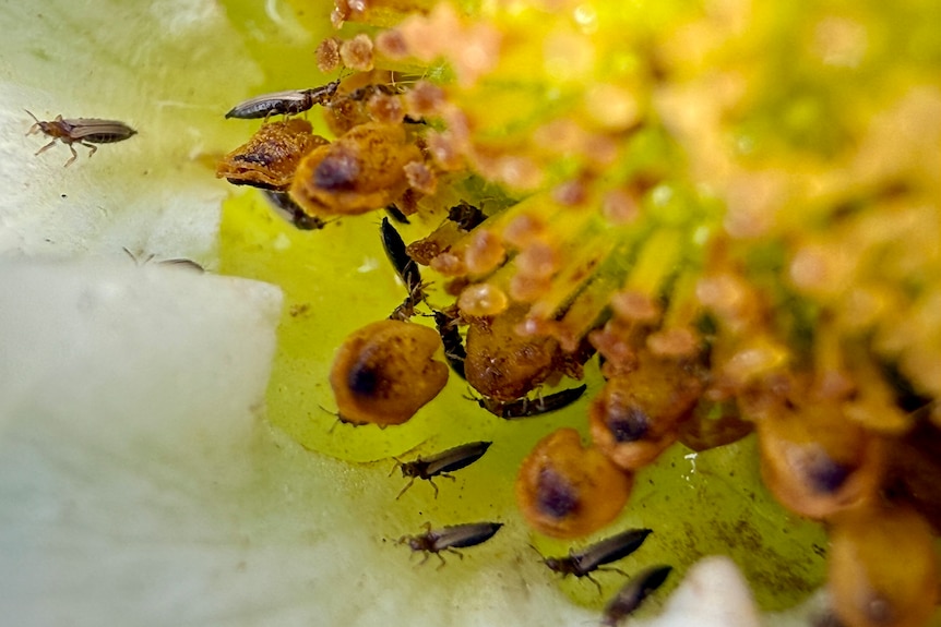 A close-up of a flower with lots of tiny, long bugs on it.