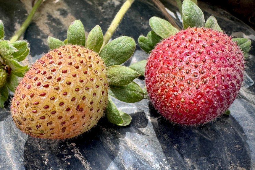 A malformed tiny fruit next to two discoloured strawberries.