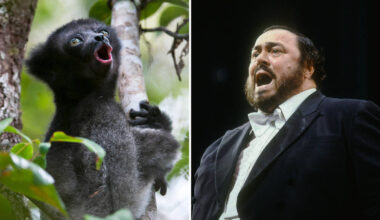 Madagascan lemurs use operatic trick to hit high notes, new research finds