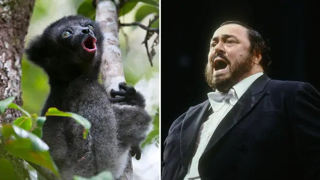 A new study on lemurs has revealed they use the same technique as opera singers.