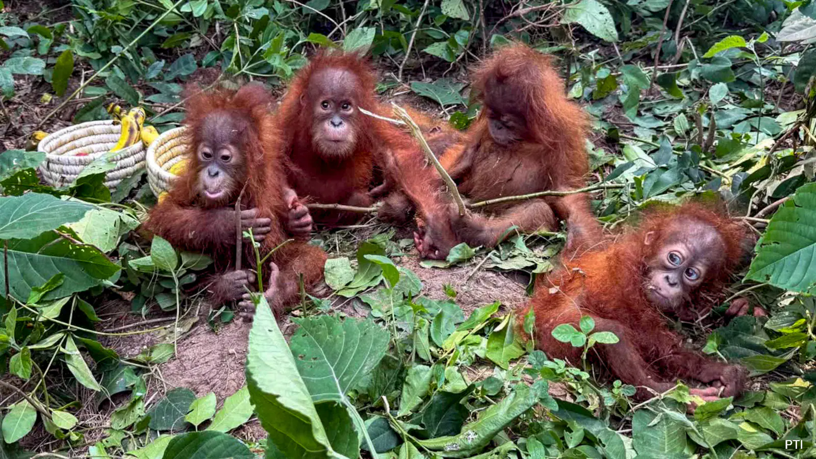 Orangutans in odisha news, 5 Orangutans Found In Odisha May Be Victims Of Wildlife Smuggling: Indonesia
