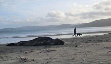 Visiting leopard seal enjoys a slice of Petone Beach - Stuff