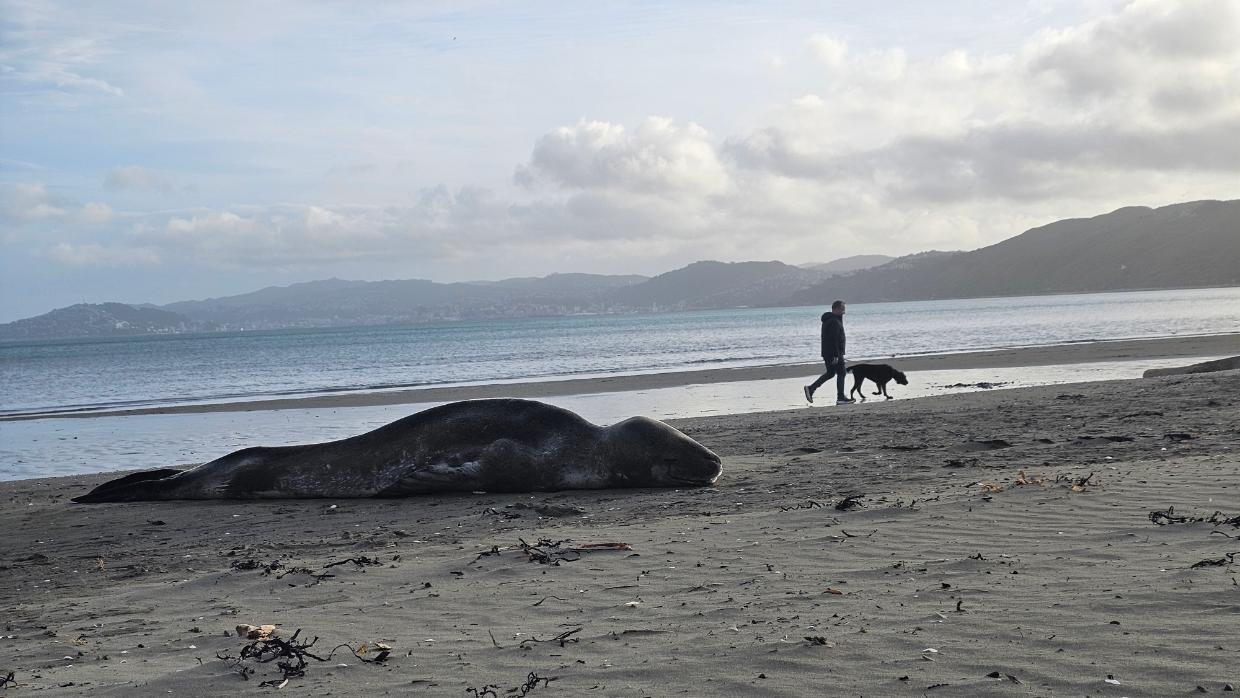 Visiting leopard seal enjoys a slice of Petone Beach - Stuff