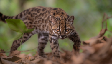 Leopardus tilcayo: Meet the first new cat species identified in more than a century - Stuff