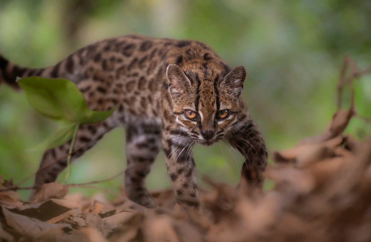 Leopardus tilcayo: Meet the first new cat species identified in more than a century - Stuff