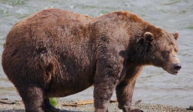 Fat Bear Week returns as Alaska’s brown bears battle for heavyweight title - Stuff
