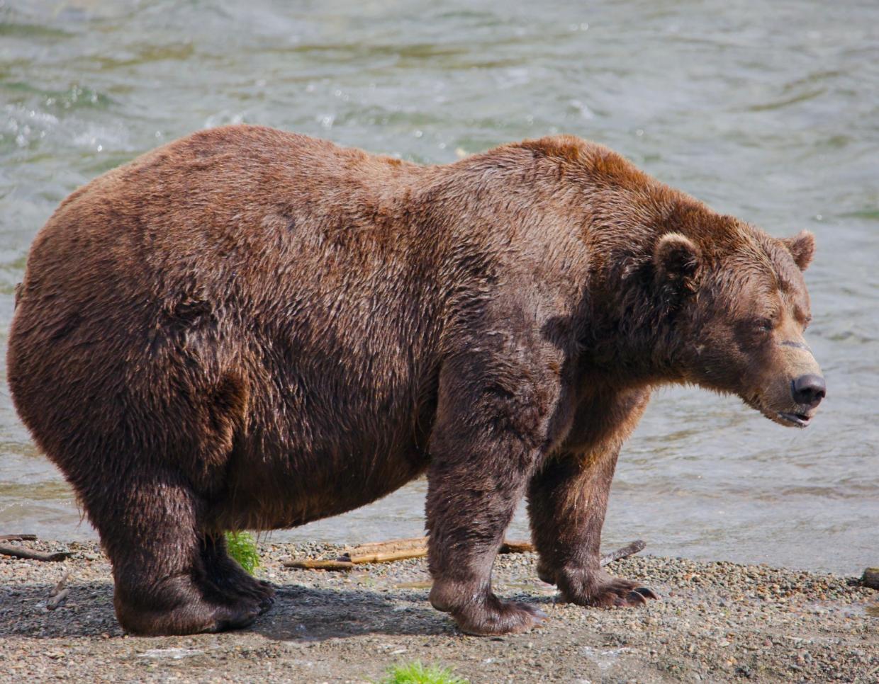 Fat Bear Week returns as Alaska’s brown bears battle for heavyweight title - Stuff