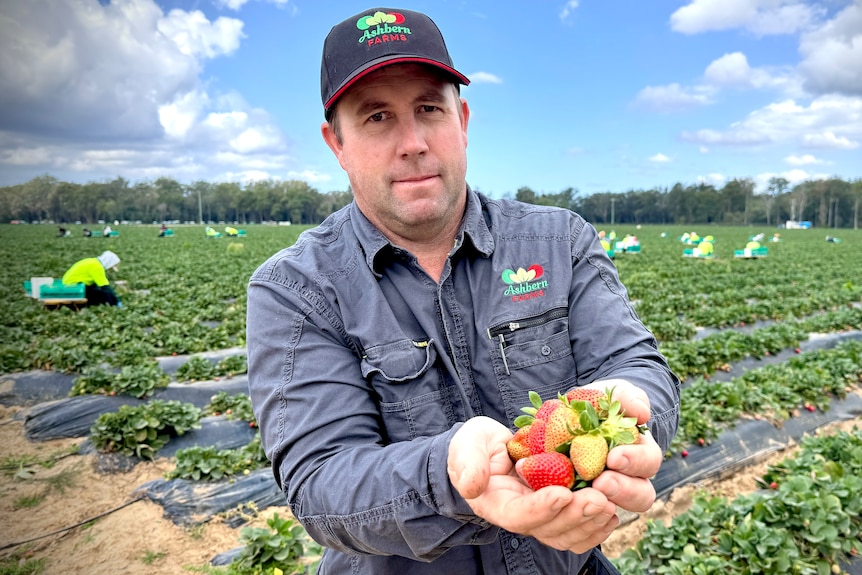 A serious looking man holds up a handful of unsaleable discoloured strawberries.