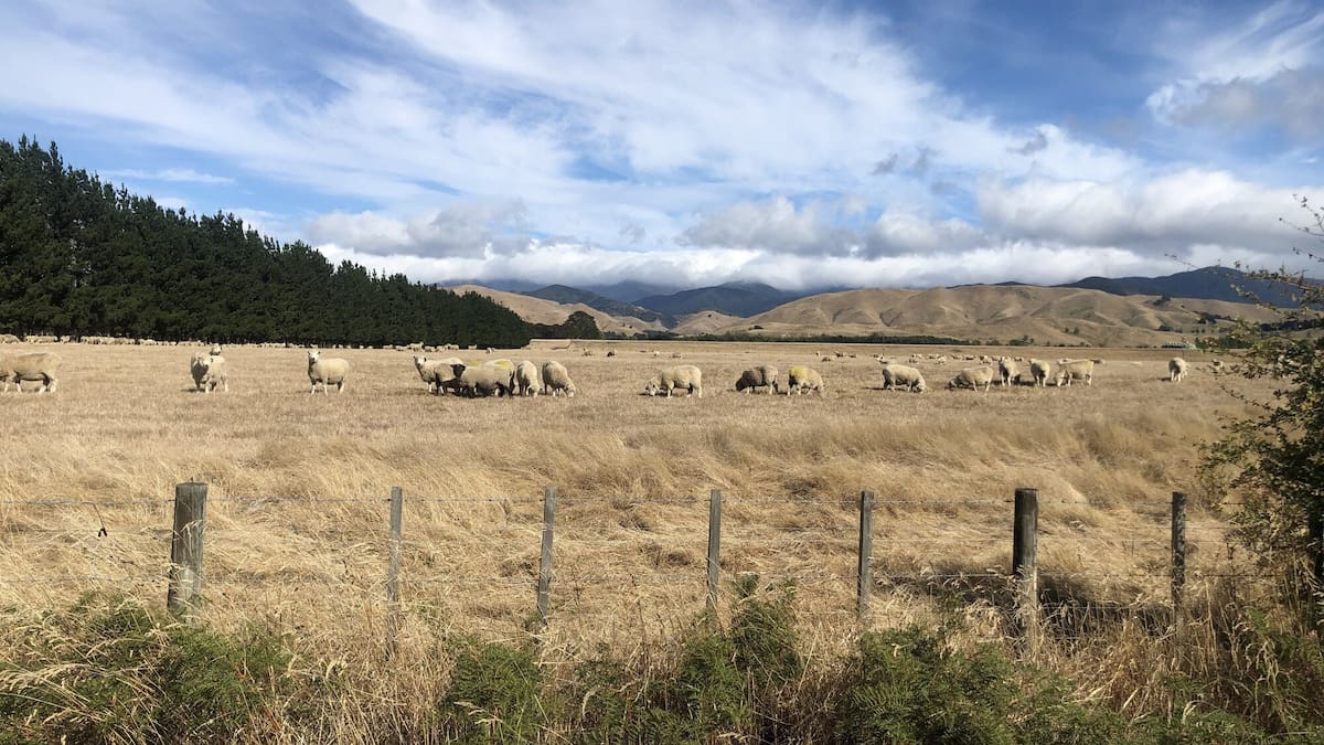 El Niño drought: Wairarapa farmers warned of dry conditions and feed shortages