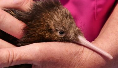 Caesar the kiwi hatches at Taupō’s Gallagher Kiwi Burrow