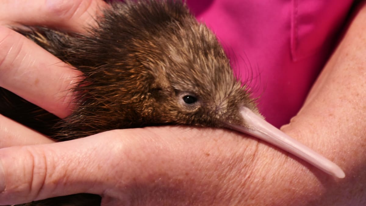 Caesar the kiwi hatches at Taupō’s Gallagher Kiwi Burrow