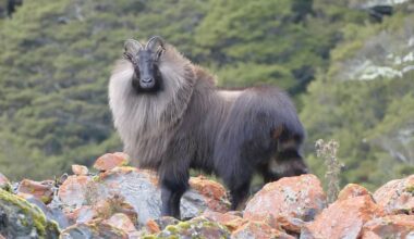 Himalayan tahr harvest falls on West Coast as reason remains unclear