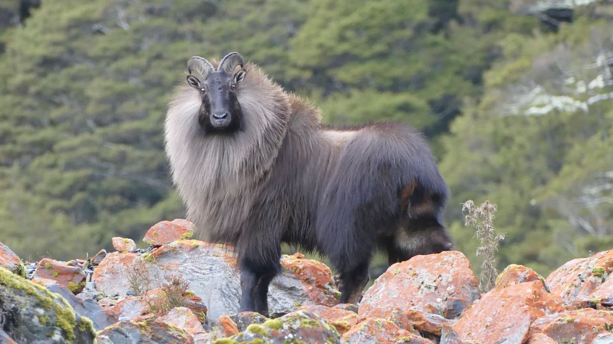 Himalayan tahr harvest falls on West Coast as reason remains unclear