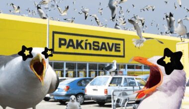 ‘It’s mesmeric’: The Christchurch supermarket thousands of seagulls call home