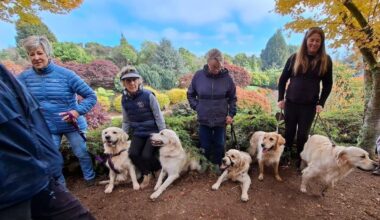 Taupō to host New Zealand’s first official golden retriever gathering