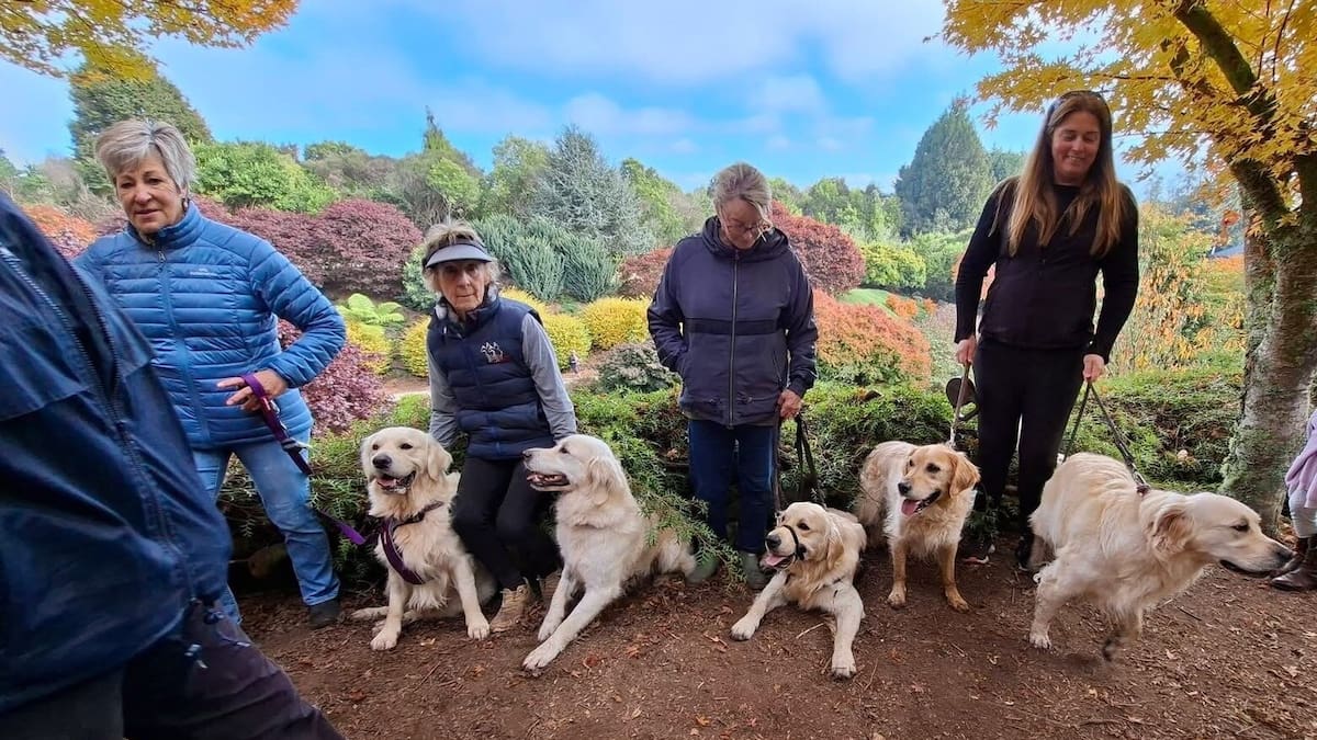 Taupō to host New Zealand’s first official golden retriever gathering