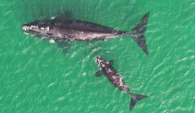 Southern right whale mother and calf spotted near Whangārei shore