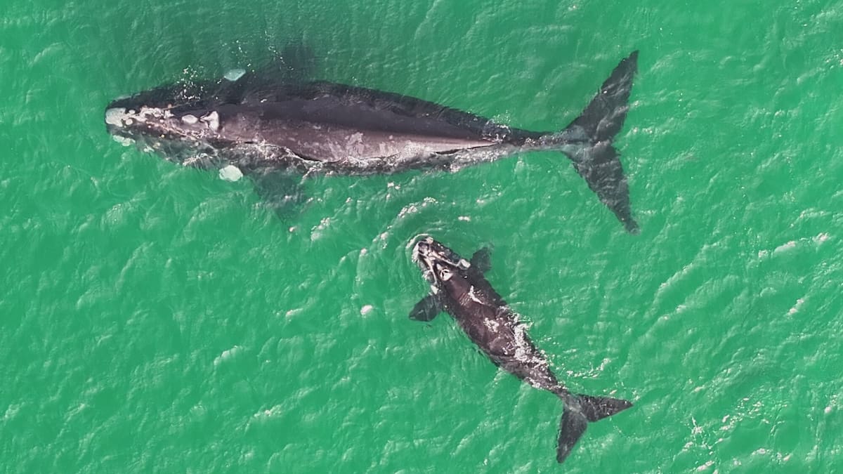 Southern right whale mother and calf spotted near Whangārei shore