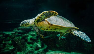 The National Aquarium of New Zealand’s oldest resident, Terry the turtle, dies