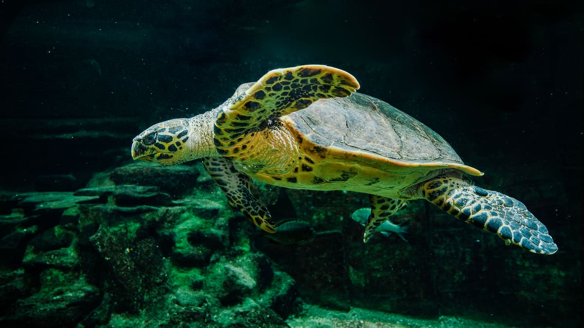 The National Aquarium of New Zealand’s oldest resident, Terry the turtle, dies