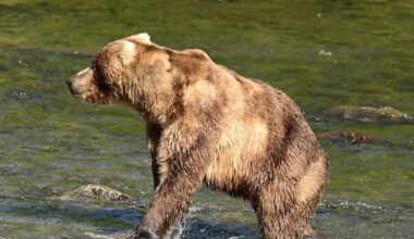 Fat Bear Week: New winner is 89 ‘Backpack’