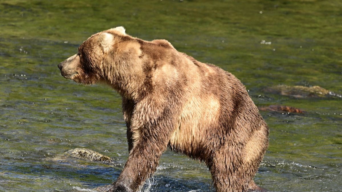 Fat Bear Week: New winner is 89 ‘Backpack’