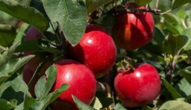 New apple variety grown in New Zealand makes world debut in Vietnam