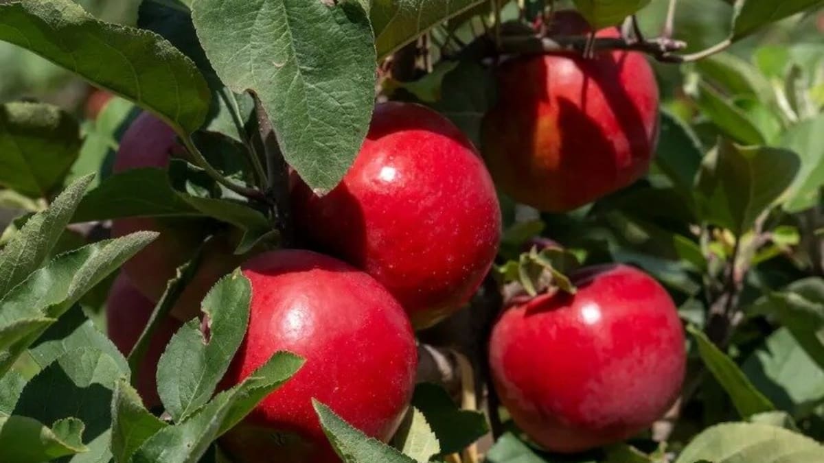 New apple variety grown in New Zealand makes world debut in Vietnam