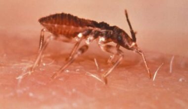 A 30-day benznidazole regimen offers safer Chagas disease treatment option