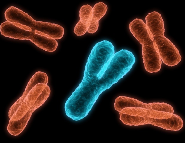 New 3D structure reveals how cancer-linked BRD4 protein binds to chromosomes
