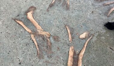 Timaru woman finds rare moa bones during daily beach walk