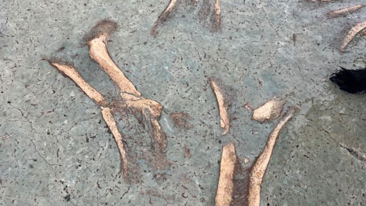 Timaru woman finds rare moa bones during daily beach walk
