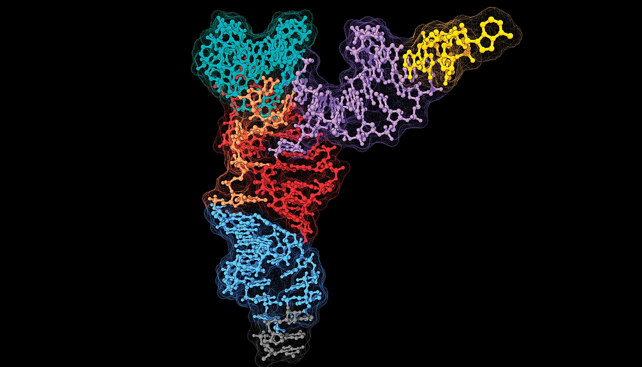 Suppressor tRNAs restore full-length dystrophin in mice with Duchenne muscular dystrophy